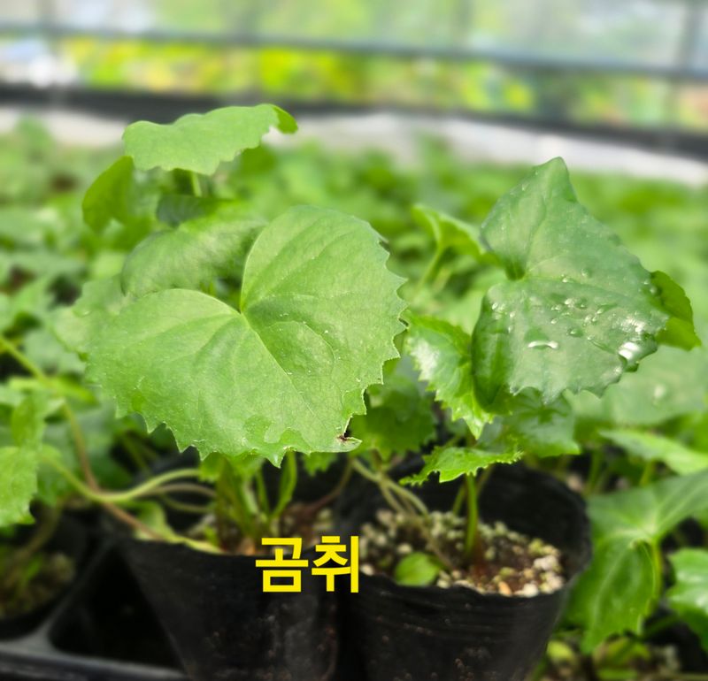 약초원 김종군님의 장터 판매 상품 [산나물8종1-3년생 포트모종] 첨부 사진