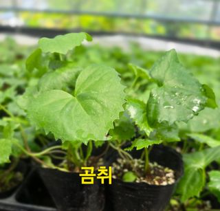 약초원 김종군님의 작성글 사진