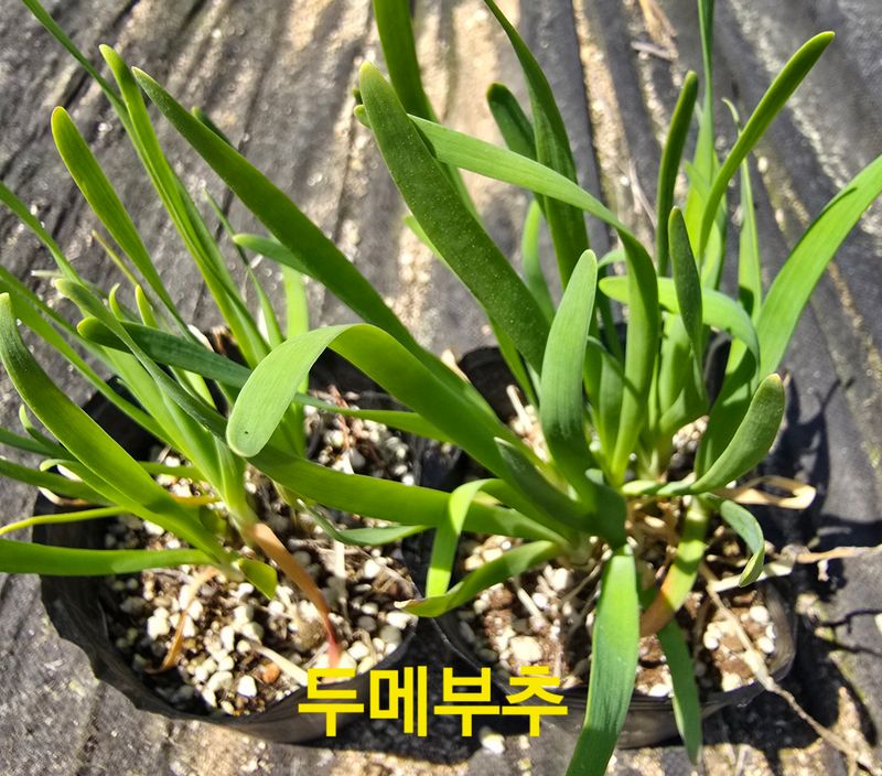 약초원 김종군님의 장터 판매 상품 [산나물8종1-3년생 포트모종] 첨부 사진