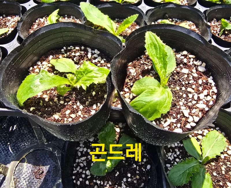 약초원 김종군님의 장터 판매 상품 [산나물8종1-3년생 포트모종] 첨부 사진