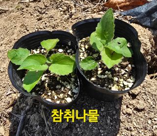 약초원 김종군님의 작성글 사진