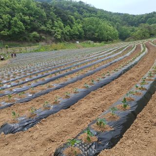 오영도님의 자유주제 · 자유게시판 작성글 사진