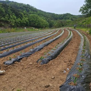 오영도님의 자유주제 · 자유게시판 작성글 사진