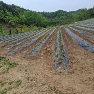 오영도님의 자유주제 · 자유게시판 작성글 사진