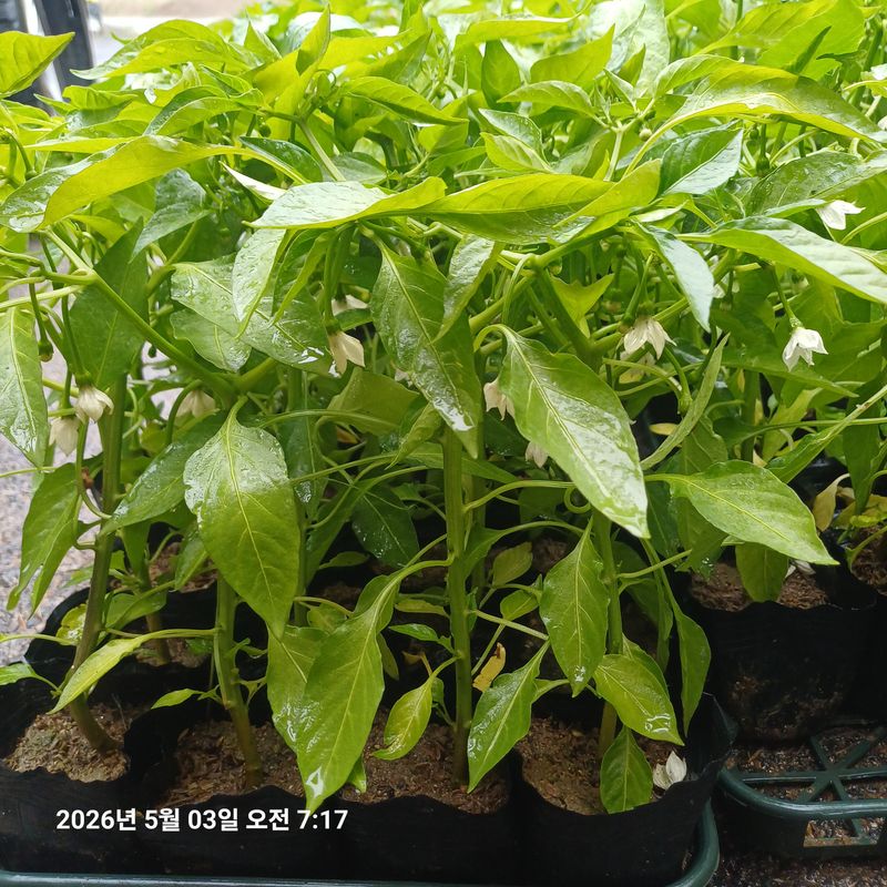 삼성농산님의 장터 판매 상품 [(마감)큰포트 미인고추 잔량판매] 첨부 사진