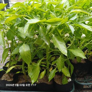 삼성농산님의 작성글 사진
