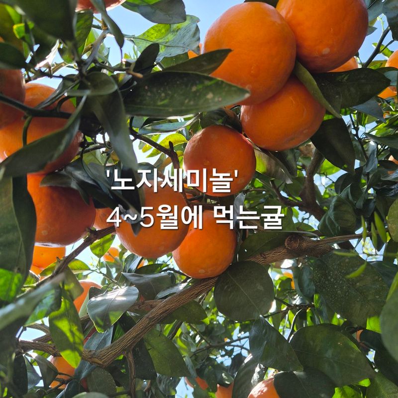 한라봉,황금향님의 장터 판매 상품 [아마나스 밀감10키로] 첨부 사진