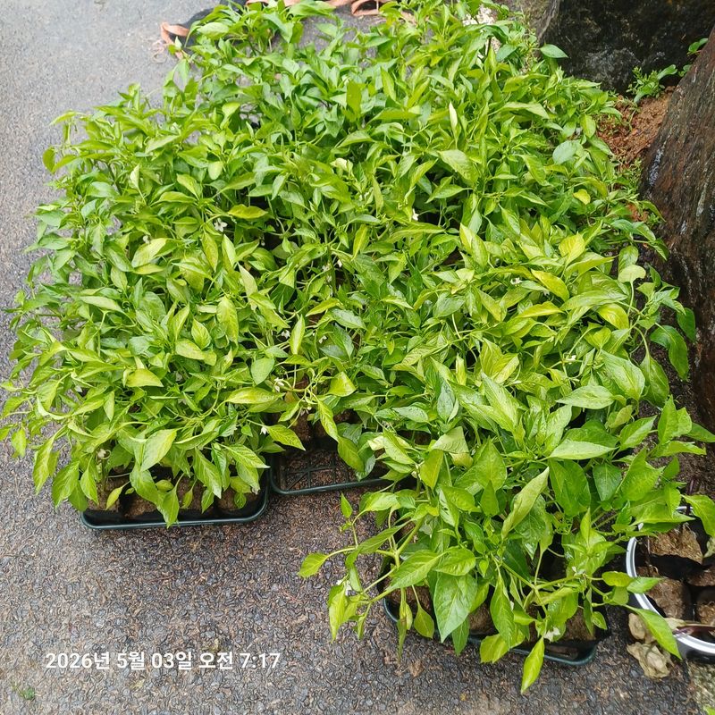 삼성농산님의 장터 판매 상품 [(마감)큰포트 미인고추 잔량판매] 첨부 사진