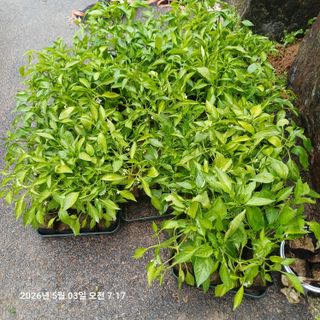 삼성농산님의 작성글 사진