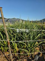 성실한 농부님의 자유주제·자유게시판 작성글 사진