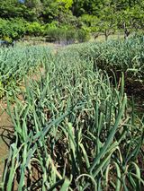 김임규님의 양파·자유게시판 작성글 사진