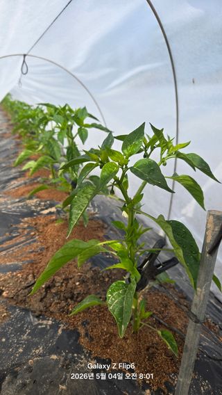 차상만님의 자유주제 · 자유게시판 작성글 사진