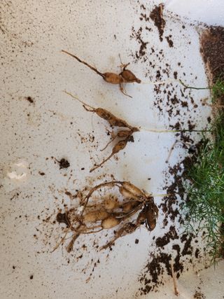 산약초농원님의 자유주제 · 자유게시판 작성글 사진