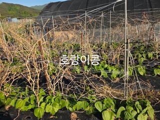 성실한 농부님의 자유주제 · 자유게시판 작성글 사진