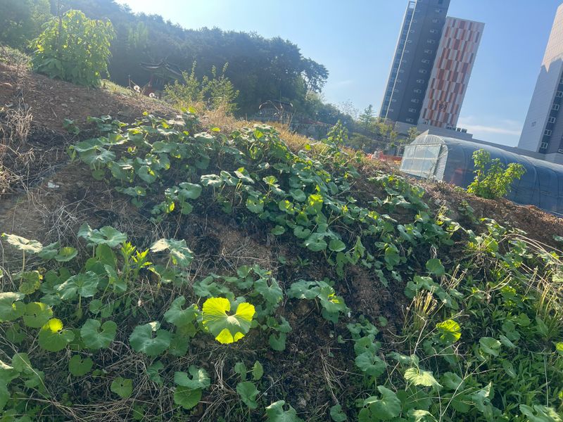 강원도농산물님의 장터 판매 상품 [머위대 1.3kg] 첨부 사진