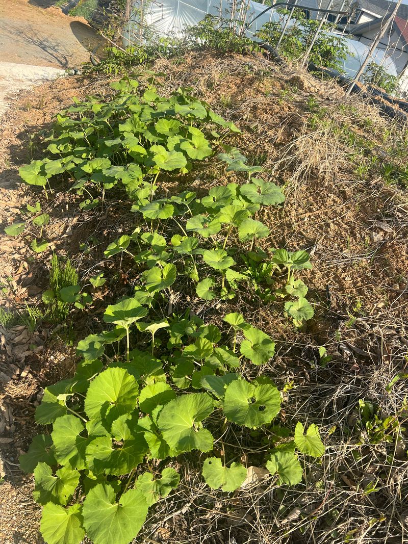 강원도농산물님의 장터 판매 상품 [머위대 1.3kg] 첨부 사진