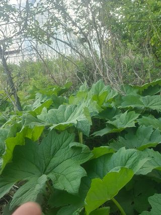 병풍취산채농원님의 자유주제·자유게시판 작성글 사진