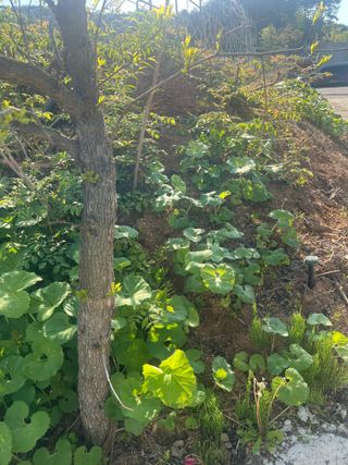 강원도농산물님의 작성글 사진