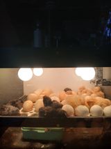 인생은 소풍처럼~님의 자유주제·자유게시판 작성글 사진
