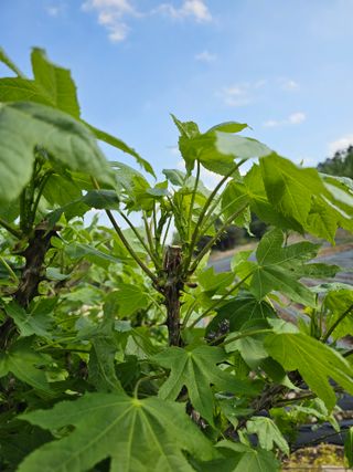 홍천산채농원님의 자유주제 · 자유게시판 작성글 사진