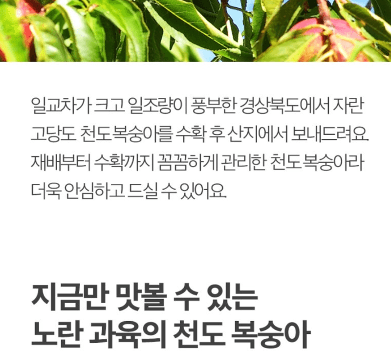 메종루엘님의 장터 판매 상품 [하우스 천도복숭아] 첨부 사진