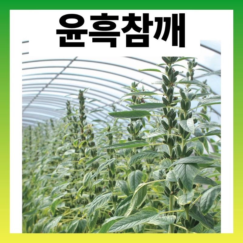 장터 상품 [윤흑참깨 검은참깨 3000립 펠렛 코팅] 썸네일