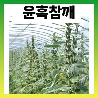 씨앗드림님의 작성글 사진