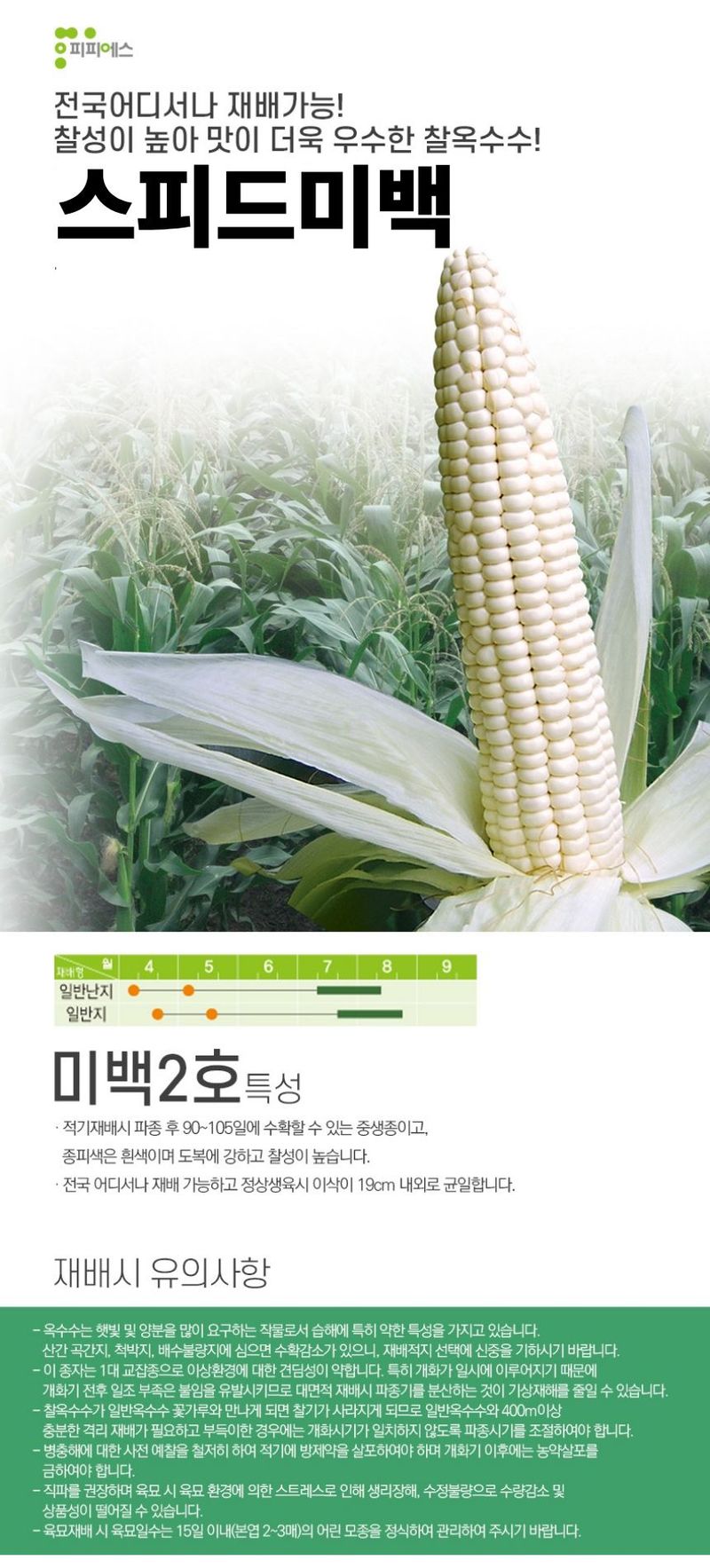 씨앗드림님의 장터 판매 상품 [스피드 미백 옥수수 2500립] 첨부 사진