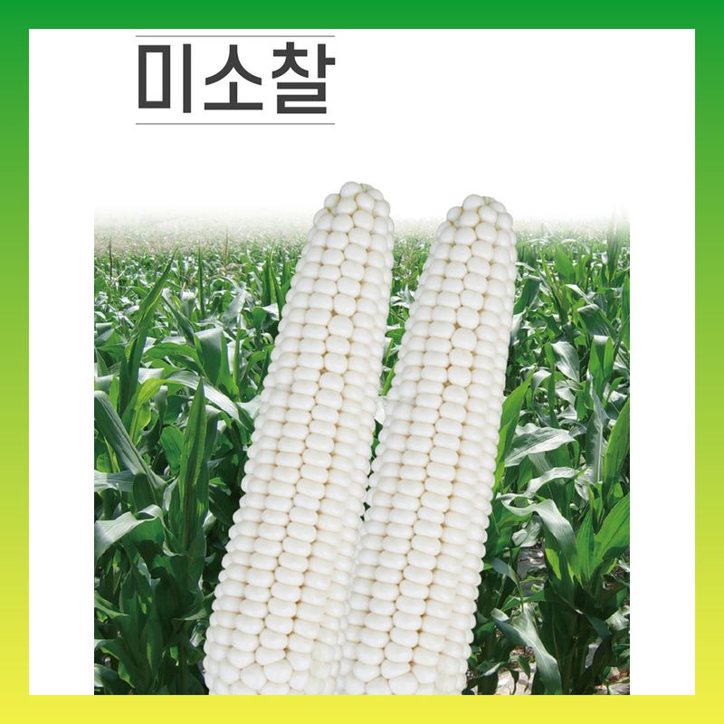 장터 상품 [미소찰 흰찰옥수수 2500립] 썸네일