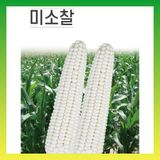 팜모닝 · 게시글 이미지
