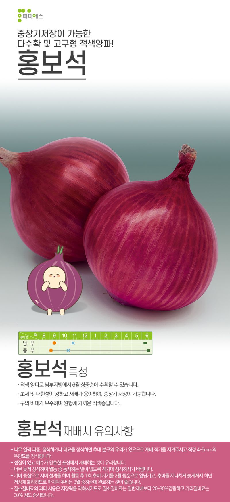 씨앗드림님의 장터 판매 상품 [적양파 코팅 펠렛 24000립 홍보석 양파] 첨부 사진
