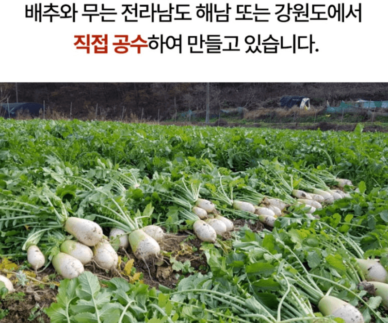 메종루엘님의 장터 판매 상품 [매운 실비김치] 첨부 사진