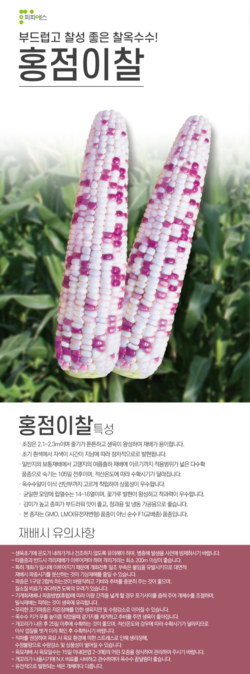 씨앗드림님의 장터 판매 상품 [홍점이찰 옥수수 2500립] 첨부 사진