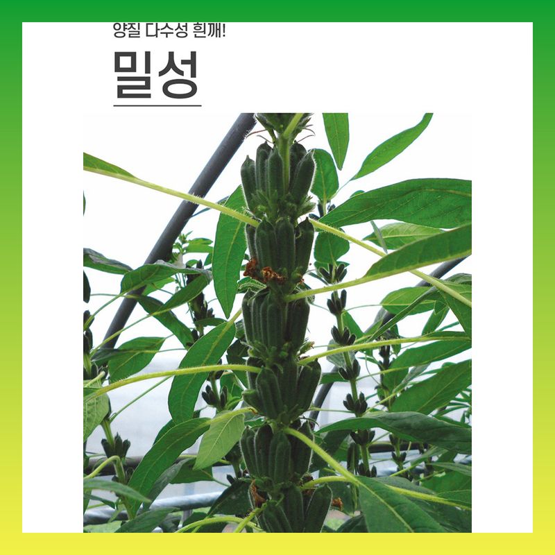 장터 상품 [파워밀성 외대깨 3000립 코팅 펠렛] 썸네일