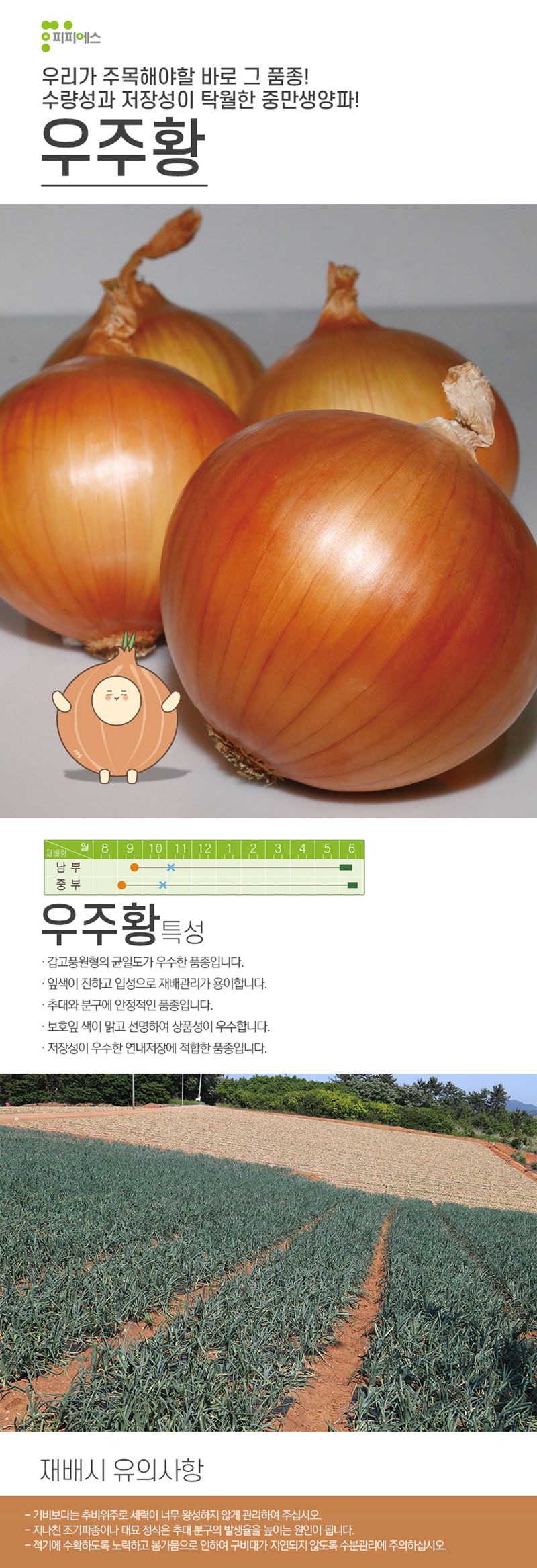 씨앗드림님의 장터 판매 상품 [중만생종 저장양파 24000립 1캔 비코팅] 첨부 사진