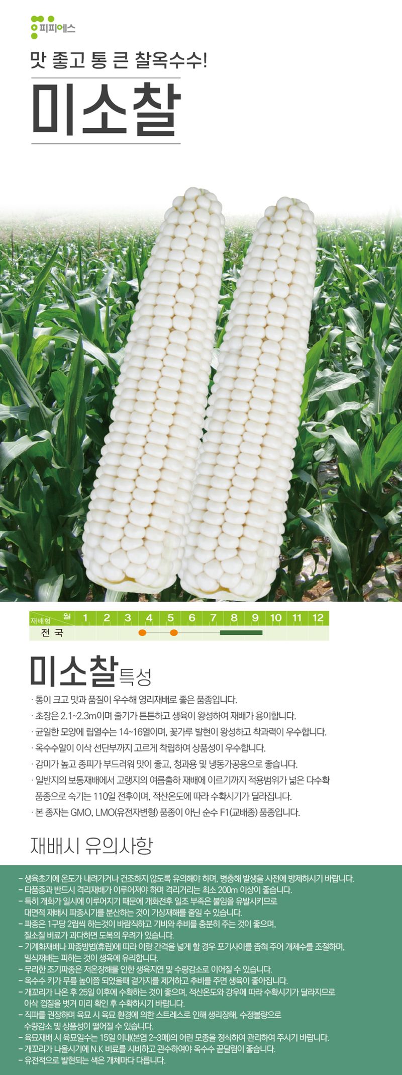 씨앗드림님의 장터 판매 상품 [미소찰 흰찰옥수수 2500립] 첨부 사진