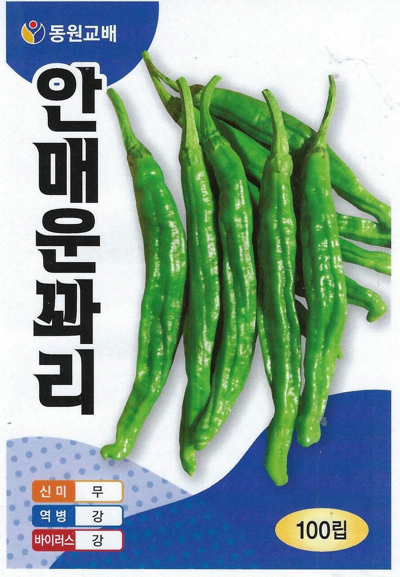 씨앗드림님의 장터 판매 상품 [안매운꽈리고추 1000립] 첨부 사진