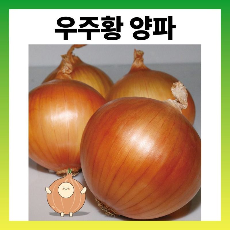 장터 상품 [중만생종 저장양파 24000립 1캔 비코팅] 썸네일