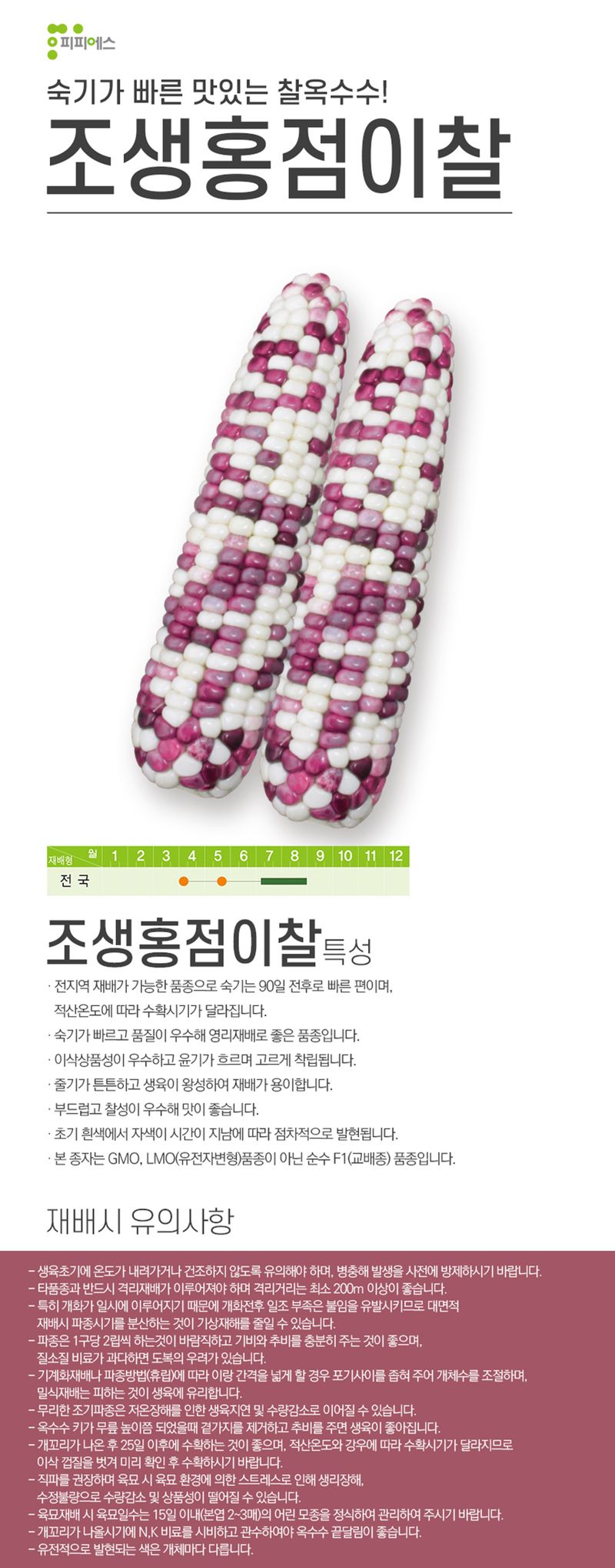 씨앗드림님의 장터 판매 상품 [조생홍점이찰 옥수수 2500립 ] 첨부 사진