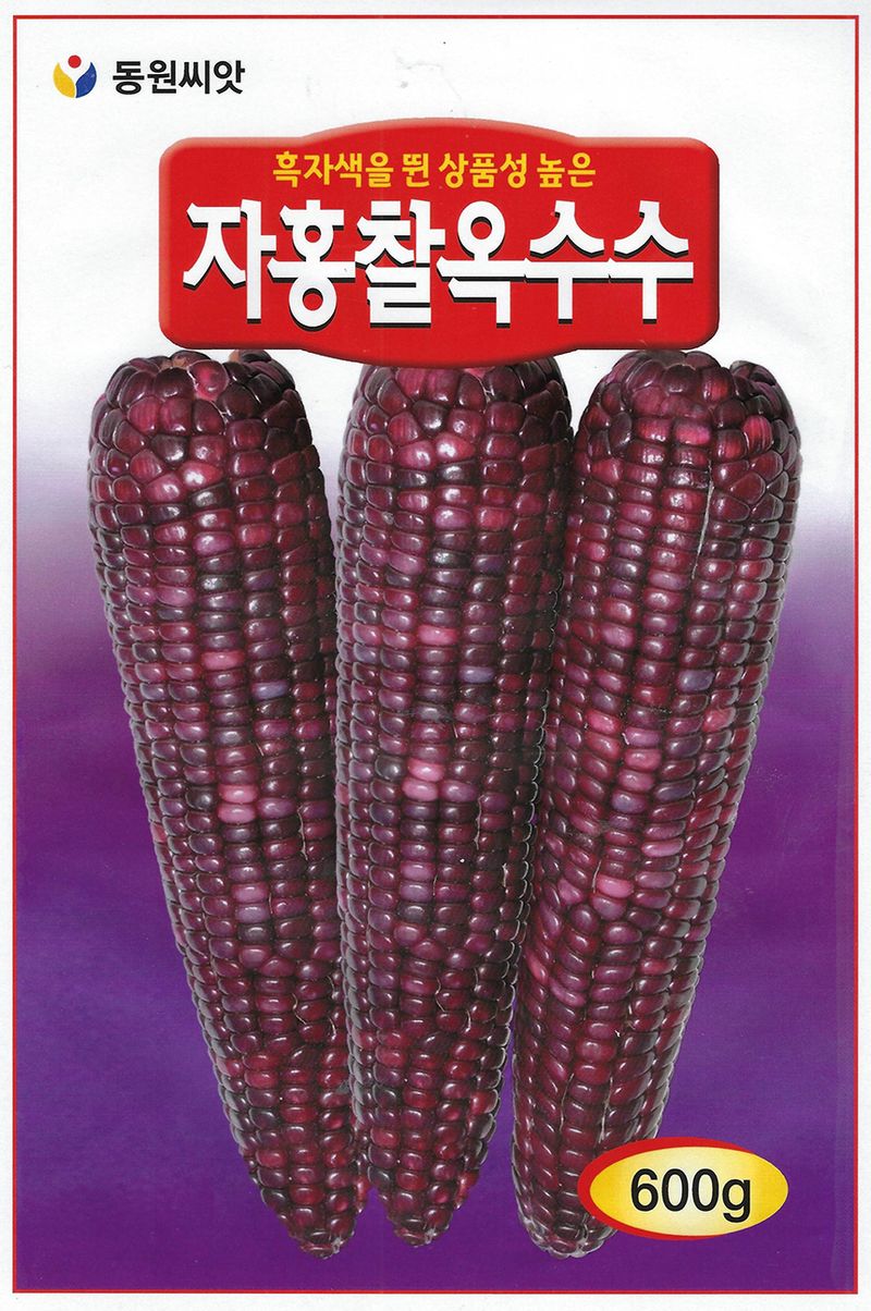씨앗드림님의 장터 판매 상품 [자홍찰 옥수수 600g] 첨부 사진
