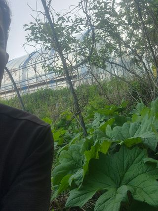 병풍취산채농원님의 자유주제 · 자유게시판 작성글 사진