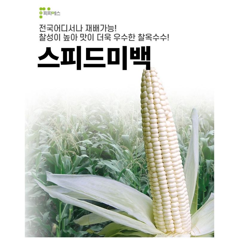 장터 상품 [스피드 미백 옥수수 2500립] 썸네일