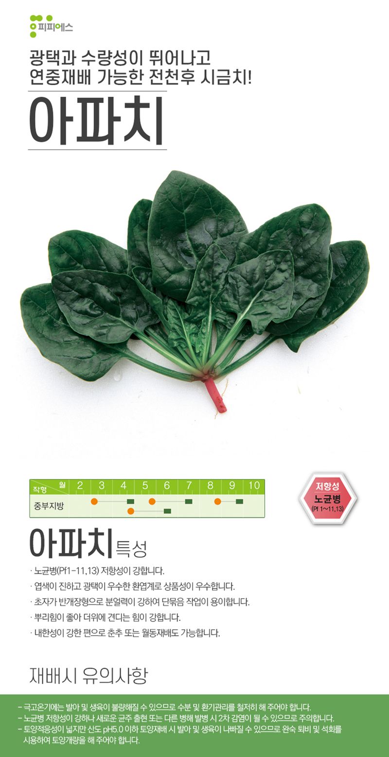 씨앗드림님의 장터 판매 상품 [아파치 시금치 영리재배용(내서성) 500g] 첨부 사진