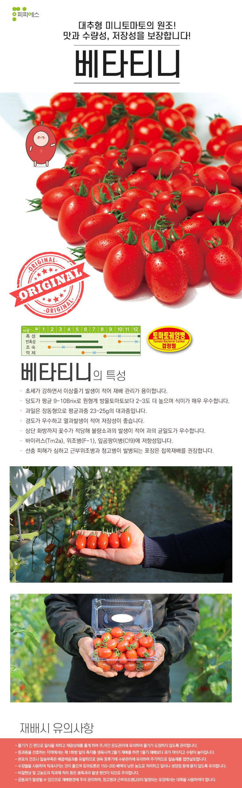 씨앗드림님의 장터 판매 상품 [베타티니 대추방울토마토 1000립] 첨부 사진