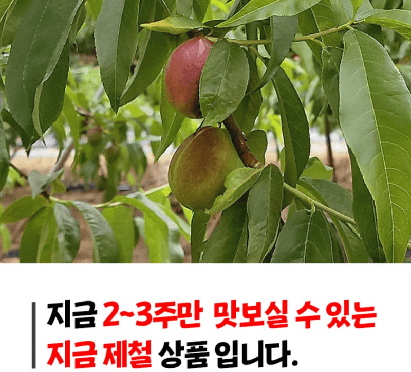 메종루엘님의 장터 판매 상품 [하우스 신비복숭아 ] 첨부 사진