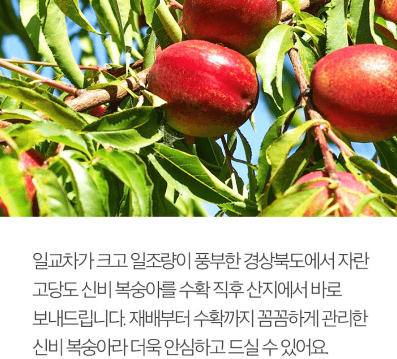 메종루엘님의 장터 판매 상품 [하우스 신비복숭아 ] 첨부 사진