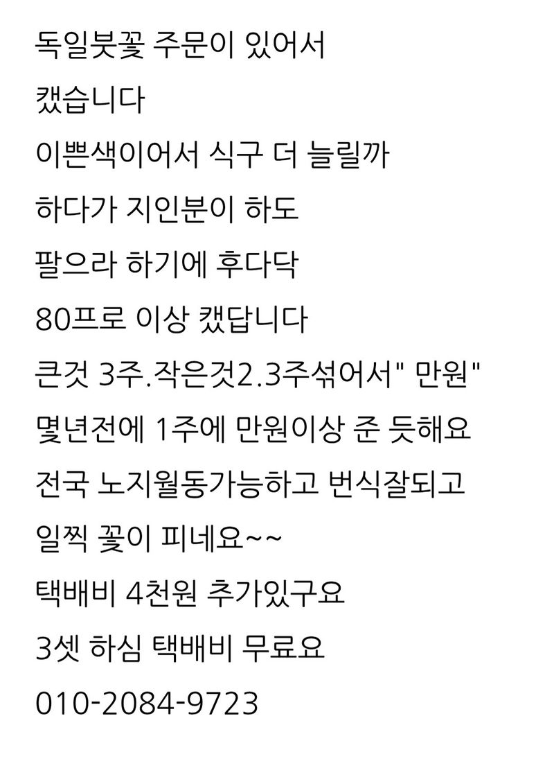 삼성농산님의 장터 판매 상품 [(마감)독일붓꽃5.6촉 만원] 첨부 사진