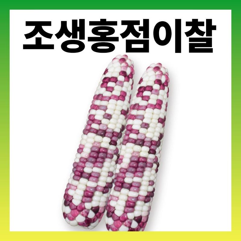 장터 상품 [조생홍점이찰 옥수수 2500립 ] 썸네일