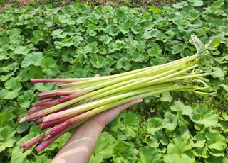 강원도농산물님의 작성글 사진