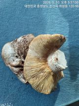 엉터리농부님의 자유주제·자유게시판 작성글 사진